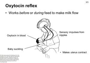 Oxytocin reflex